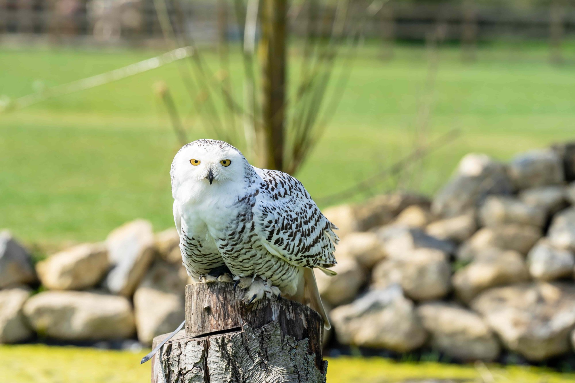 snowy-owl-2023-11-27-05-35-55-utc